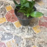 گل آناناسی|گل و گیاه طبیعی|مراغه, |دیوار