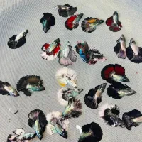 فروش تک و عمده فایتر|ماهی|رشت, گلسار|دیوار