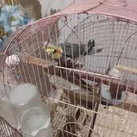 عروس هلندی|پرنده|کیاشهر, |دیوار