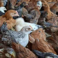 جوجه مرغ گلپایگانی