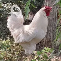 ۲ تا خروس رسمی جوان