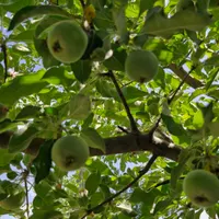 فروش باغ ۵۲۳ متری|فروش زمین و ملک کلنگی|ارجمند, |دیوار