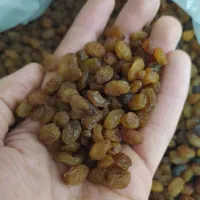 کشمش تاکستان