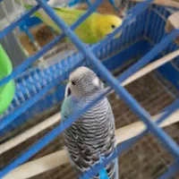 مرغ عشق|پرنده|کرج, ساماندهی|دیوار