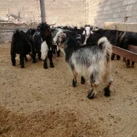 کهره وبره چاق گوسفند زنده همراه با قصابی