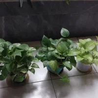 گل قاشقی گل پتوس ابلق|گل و گیاه طبیعی|کرج, اصفهانی‌ها|دیوار