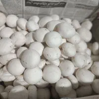 سوپر قارچ تک|خوردنی و آشامیدنی|شیراز, درکی|دیوار