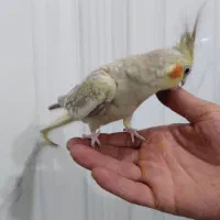 عروس هلندی ماده|پرنده|نسیمشهر, |دیوار