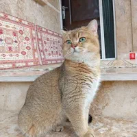 بریتیش