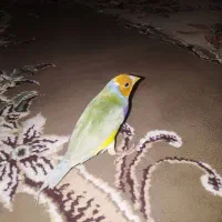 فنچ گلدین نر