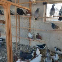 ۲۱کفتر فروشی|پرنده|محمدیه-قزوین, |دیوار