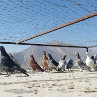 کفتر درجه یک روزگاری|پرنده|مرودشت, قانون|دیوار