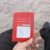 توله سگ|سگ|قنوات, |دیوار