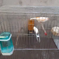 قناری نر مست|پرنده|دینور, |دیوار