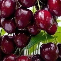 بزرگترین تولید کننده نهال گیلاس تکدانه