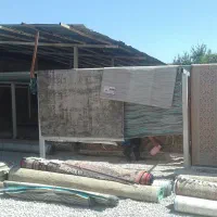 قالیشوی ممتازامیر