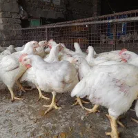 مرغ زنده با کالابرگ