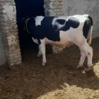 دوعدد گوساله نر حدود ۴۵۰ و ۳۰۰ کیلو خوشگل جنس خوب