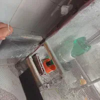 عروس هلندی|پرنده|فردوس (خراسان), |دیوار