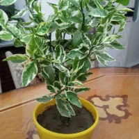 حراج شمعدانی و پدیلانتوس|گل و گیاه طبیعی|ارومیه, |دیوار