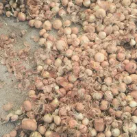 علوفه|عمدهفروشی|شیروان (خراسان), |دیوار