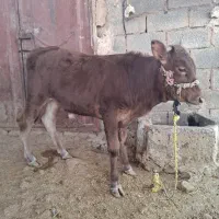 گوساله بهترین جنس، کم سن