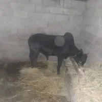 ورزا ۲ ساله هم گوشتی هم داشتی فقیر ارام