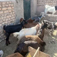 بزغاله و بره