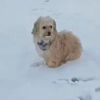 گمشده سگ|حیوانات|اصفهان, بهارستان|دیوار