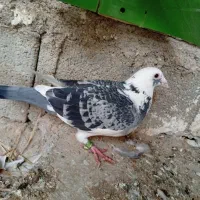 جفت کبوتر پلاکی.|پرنده|خورموج, |دیوار