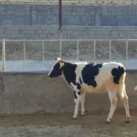 گوساله قطع شیر|حیوانات مزرعه|شیدا, |دیوار