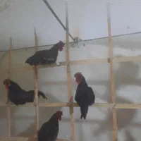 خروس چینی خوش رنگ سن بین ۶ماه الی ۱سال|حیوانات مزرعه|گناباد, |دیوار