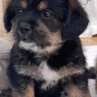 واگذاری سگ پاکوتاه دوماهه نر