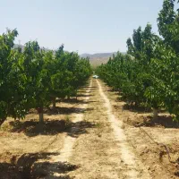 باغ-گیلاس-آلبالو-سیب-گردو