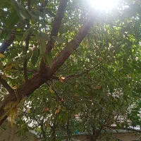 باغ