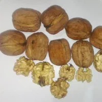 گردو|خوردنی و آشامیدنی|بستان آباد, |دیوار
