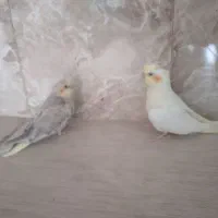 عروس هلندی