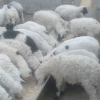 ۲۷عددنر و۲عدد ماده