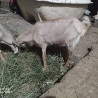 بز جوان|حیوانات مزرعه|بندر گناوه, |دیوار