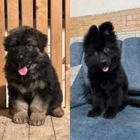 ژرمن شولاین