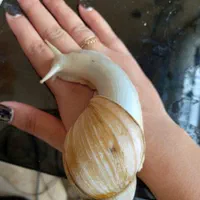 فروش حلزون آلبینو|خزنده|ملارد, |دیوار