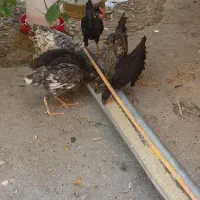 مرغ برای فروش