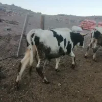 گوساله نر|حیوانات مزرعه|قزوین, |دیوار