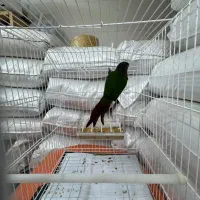 گرینچیک|پرنده|رشت, یخسازی|دیوار