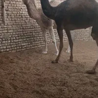 دو نفر شتر ترکی وسندی چاق و جوان