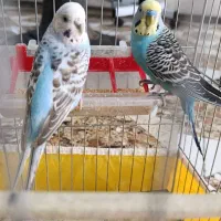 طوطی برزیلی.مرغ عشق|پرنده|ایذه, |دیوار