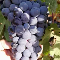 نهال انگور خارجی