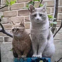 2 گربه نر و ماده با 4 بچه