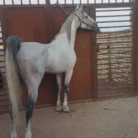 نوه کامران