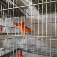 قناری رد فکتور و سرخ|پرنده|تهران, فلسطین (میدان انقلاب)|دیوار